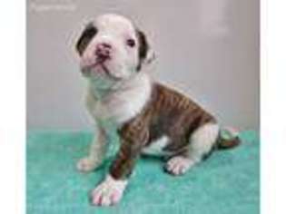 American Bulldog Puppy for sale in Minnesota City, MN, USA