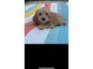 Cavachon Puppy for sale in Nashville, TN, USA