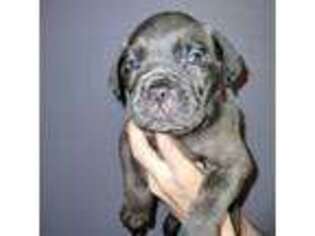 Cane Corso Puppy for sale in Springville, NY, USA