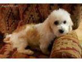 Bichon Frise Puppy for sale in Mocksville, NC, USA