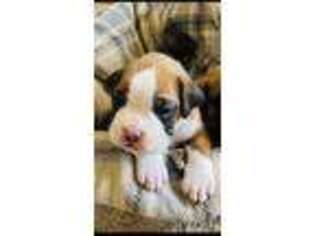 Boxer Puppy for sale in Peyton, CO, USA