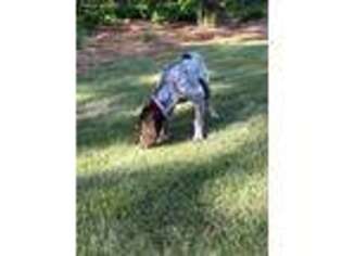 German Shorthaired Pointer Puppy for sale in Greensboro, GA, USA