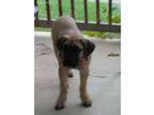 Mutt Puppy for sale in Taneytown, MD, USA