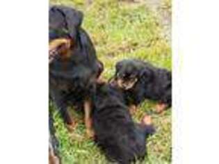 Rottweiler Puppy for sale in Rosenberg, TX, USA
