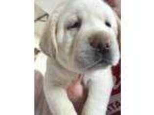 Labrador Retriever Puppy for sale in Fairland, IN, USA