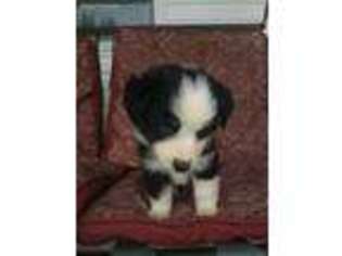 Miniature Australian Shepherd Puppy for sale in Hamilton, IN, USA