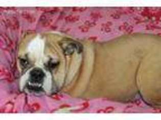 Bulldog Puppy for sale in Wickliffe, KY, USA