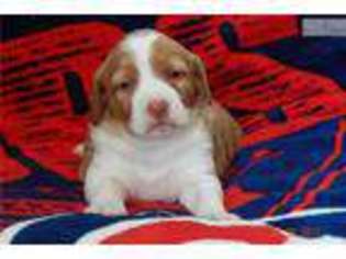 Brittany Puppy for sale in Waterloo, IA, USA