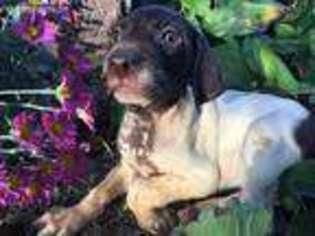 German Shorthaired Pointer Puppy for sale in Shamokin, PA, USA