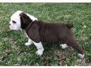 Olde English Bulldogge Puppy for sale in Port Neches, TX, USA