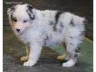 Australian Shepherd Puppy for sale in Dunnellon, FL, USA