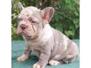 French Bulldog Puppy for sale in Lewis, CO, USA