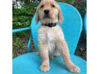 Golden Retriever Puppy for sale in Macon, GA, USA