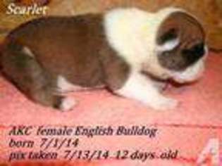 Bulldog Puppy for sale in LONDON, KY, USA