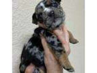 Bulldog Puppy for sale in Hialeah, FL, USA
