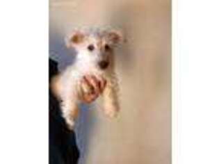 Scottish Terrier Puppy for sale in San Diego, CA, USA