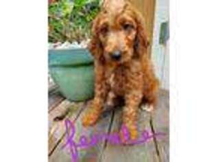Goldendoodle Puppy for sale in Chiefland, FL, USA