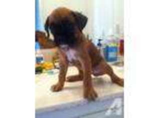 Boxer Puppy for sale in SAN BERNARDINO, CA, USA