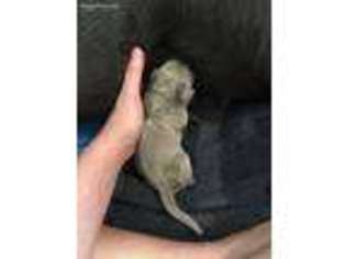 Labrador Retriever Puppy for sale in Georgetown, TX, USA
