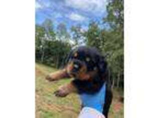 Rottweiler Puppy for sale in Gaffney, SC, USA