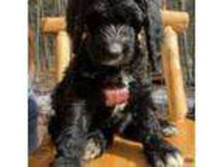 Saint Berdoodle Puppy for sale in Lowville, NY, USA