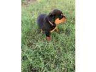 Rottweiler Puppy for sale in Spring, TX, USA