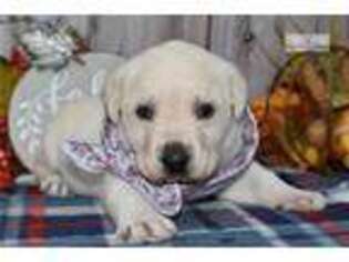 Labrador Retriever Puppy for sale in Youngstown, OH, USA