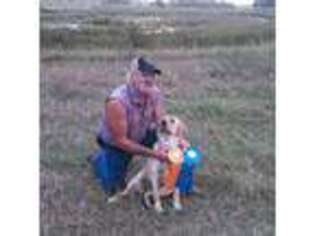 Labrador Retriever Puppy for sale in Chetek, WI, USA