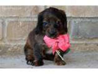 Dachshund Puppy for sale in Ruston, LA, USA