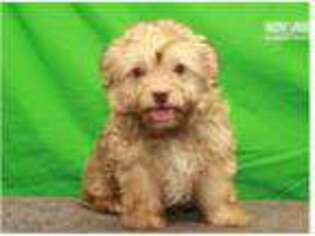 Havanese Puppy for sale in Oklahoma City, OK, USA