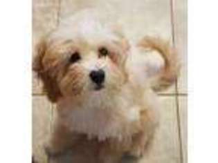 Lhasa Apso Puppy for sale in Norwalk, CT, USA
