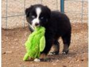 Australian Shepherd Puppy for sale in Kingman, AZ, USA