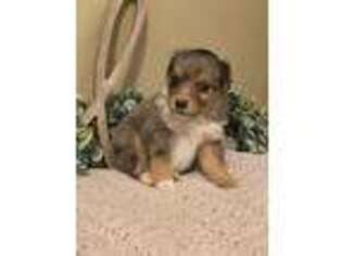 Miniature Australian Shepherd Puppy for sale in Dora, MO, USA