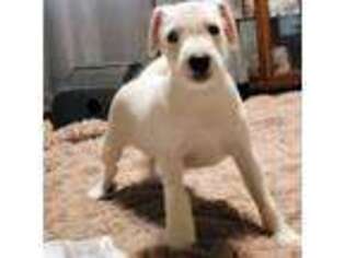 Jack Russell Terrier Puppy for sale in Merrimack, NH, USA