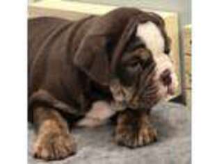 Bulldog Puppy for sale in Hinckley, OH, USA