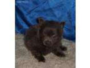 Pomeranian Puppy for sale in Uniontown, KS, USA