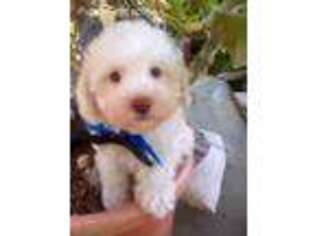 Bichon Frise Puppy for sale in Fallbrook, CA, USA