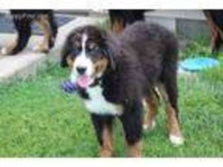 Bernese Mountain Dog Puppy for sale in Walton, IN, USA