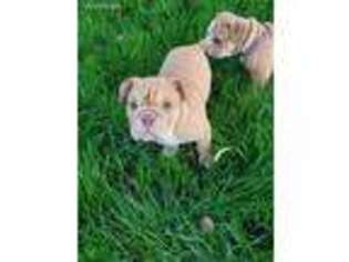 Bulldog Puppy for sale in Fall River, MA, USA