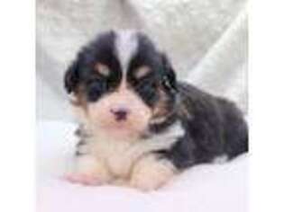 Pembroke Welsh Corgi Puppy for sale in Plains, MT, USA