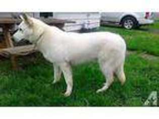 German Shepherd Dog Puppy for sale in RAVENNA, OH, USA
