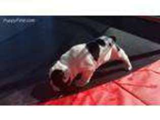 Olde English Bulldogge Puppy for sale in Powder Springs, GA, USA