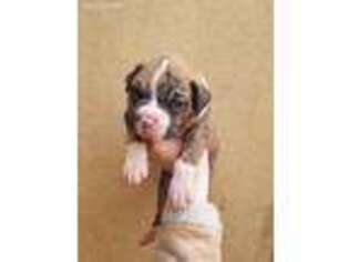 Boxer Puppy for sale in Appomattox, VA, USA