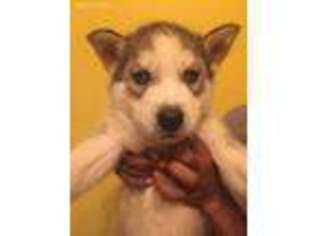 Siberian Husky Puppy for sale in Watertown, CT, USA