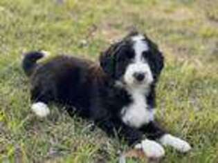 Bernese Mountain Dog Puppy for sale in Houston, TX, USA