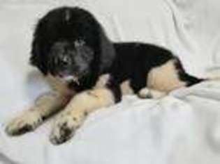 Newfoundland Puppy for sale in Schaefferstown, PA, USA
