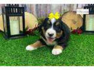 Bernese Mountain Dog Puppy for sale in Saint Louis, MO, USA