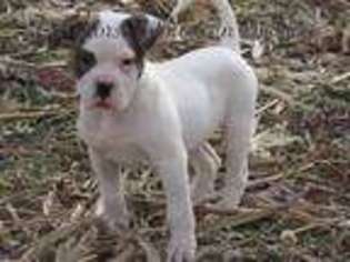 American Bulldog Puppy for sale in Darlington, MO, USA