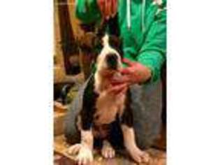 Great Dane Puppy for sale in Tecumseh, OK, USA