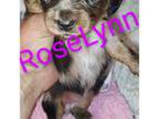 Dachshund Puppy for sale in Paso Robles, CA, USA